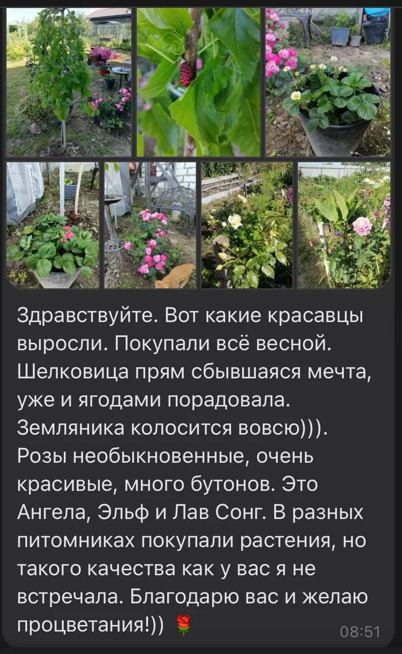 😍 ФОТО-ОТЗЫВ ШЕЛКОВИЦЫ НА ШТАМБЕ, ЗЕМЛЯНИКИ И РОЗОЧЕК! 🍃🍓🌹✨