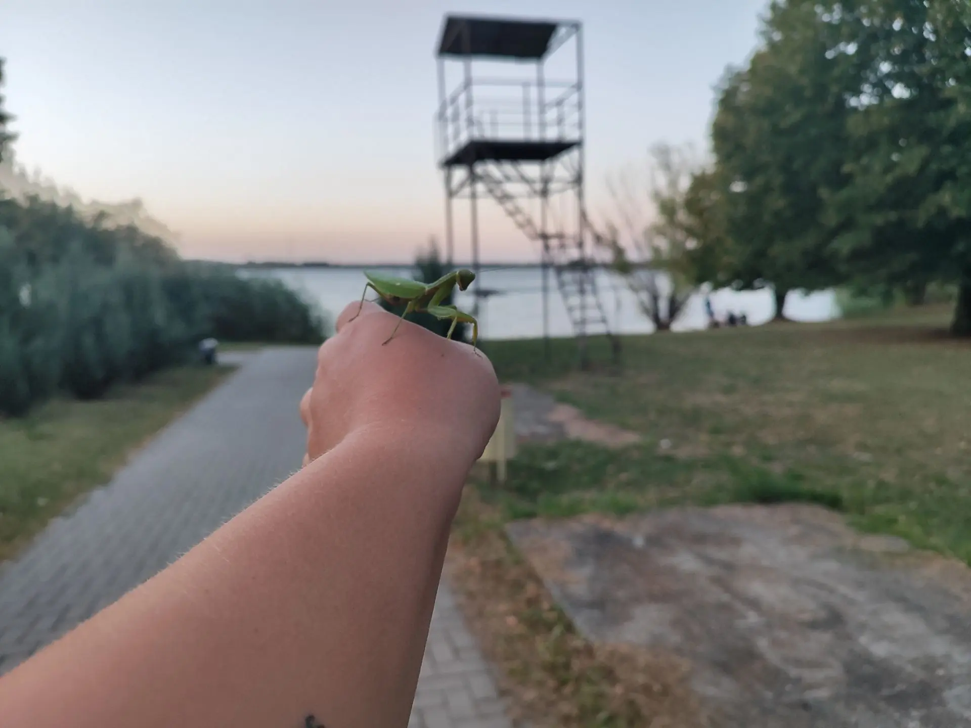 Богомол Жора передает вечерний "привет" с прогулки по пляжу Садовода🍀