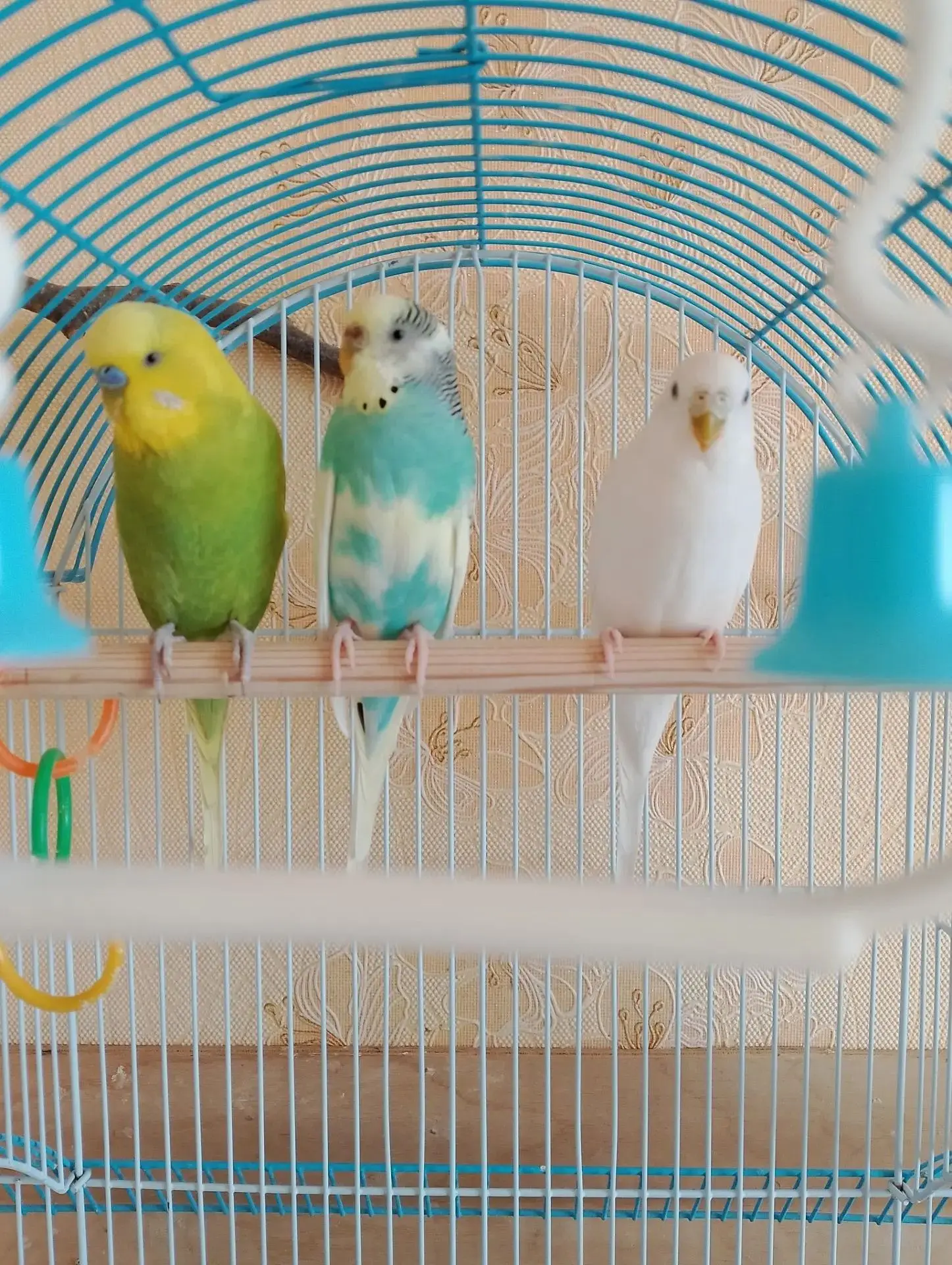 Милота от Валентины 💚🩵🤍