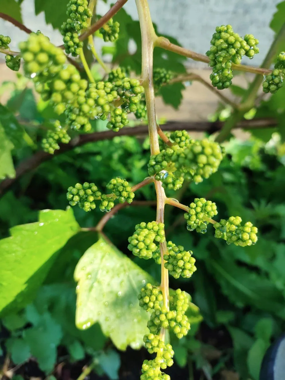 Доброе утро, Волжский!

На фото — виноградная кисть перед цветением 🍇
Делитесь своими фотографиями 