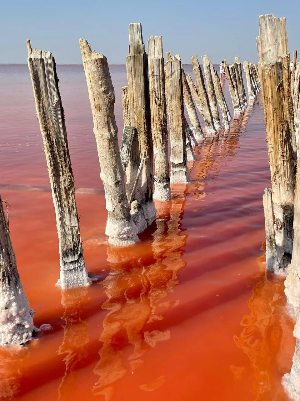 🌅  В соленой воде Розового озера Сасык-Сиваш растёт  водоросль Дуналиелла солоноводная (Dunaliella 