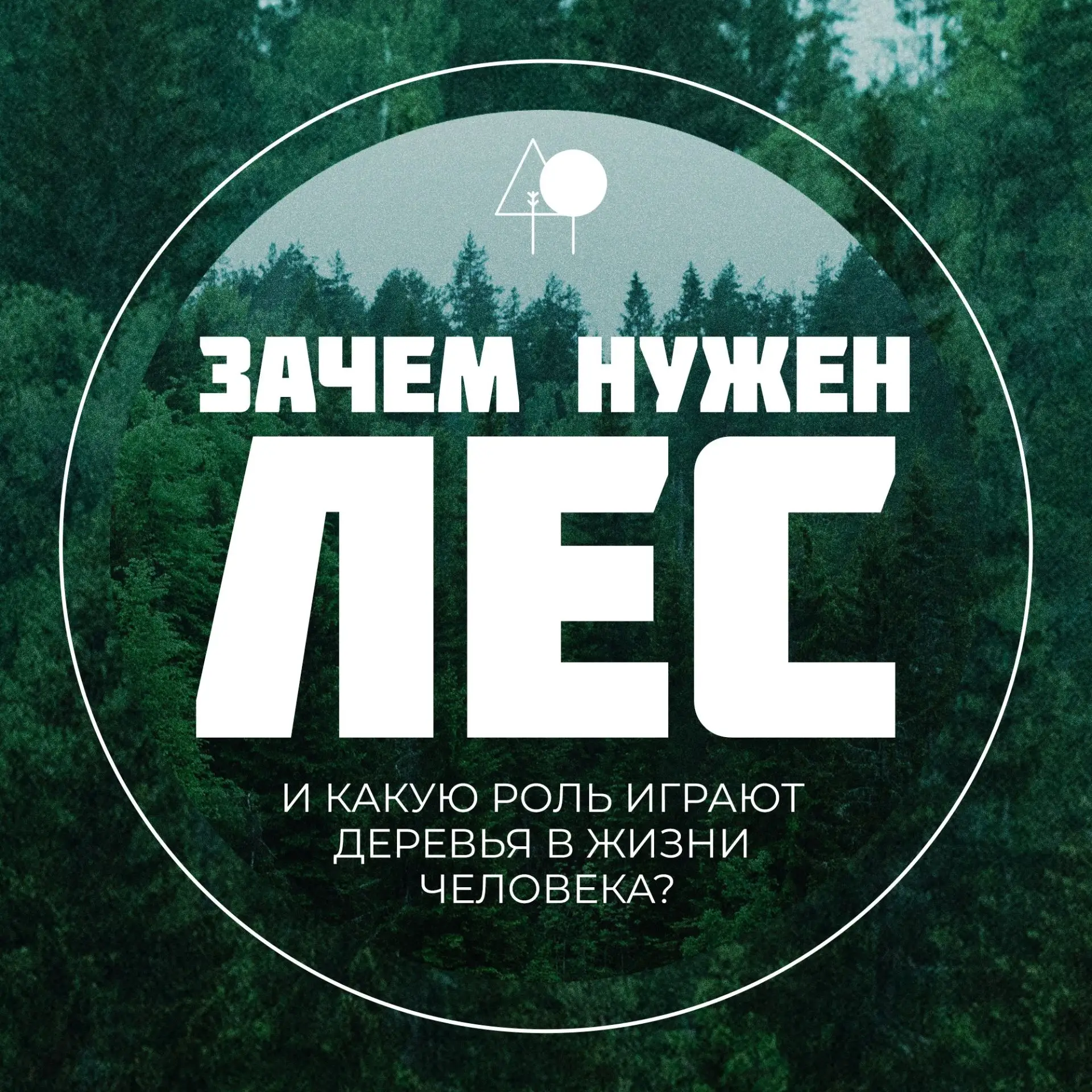 Какую роль играют леса в нашей жизни? Зачем вообще человеку нужно сажать и ценить деревья?
