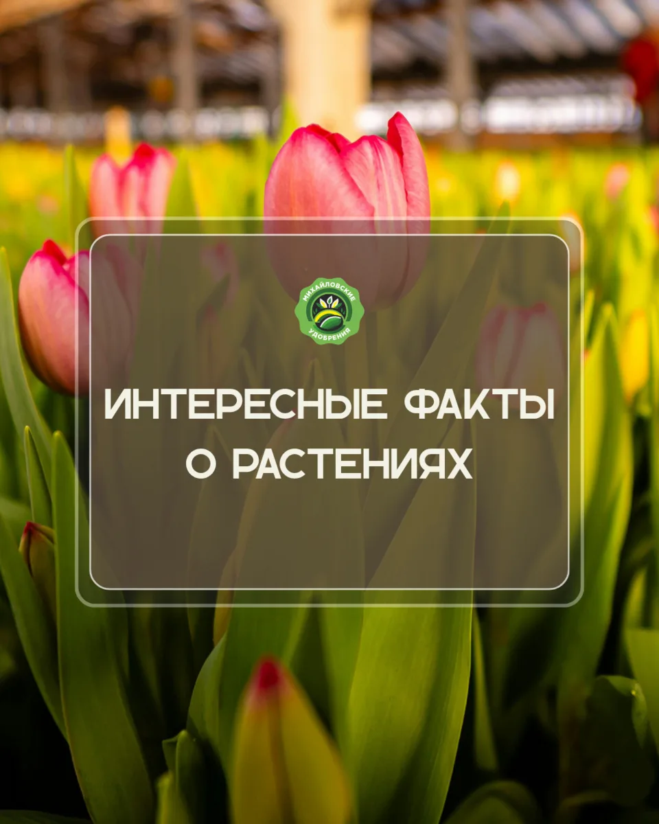 Кажется, что мы знаем о цветах всё, но некоторые факты способны удивить даже опытных садоводов! 🌸
