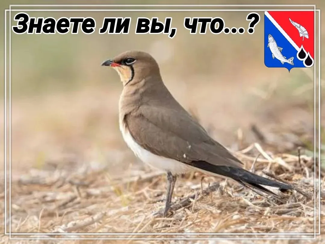 Луговая тиркушка