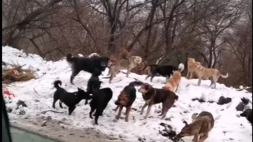 В д.БАГРАМОВО БРОДЯЧИЕ СОБАКИ ЗАГРЫЗЛИ КОШКУ НА ГЛАЗАХ У ДЕТЕЙ!  В ночь на 25 марта 2026 года в дере