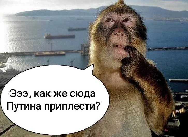 "Украинцев массово кусают животные, больные бешенством: число таких случаев выросло в три раза с нач