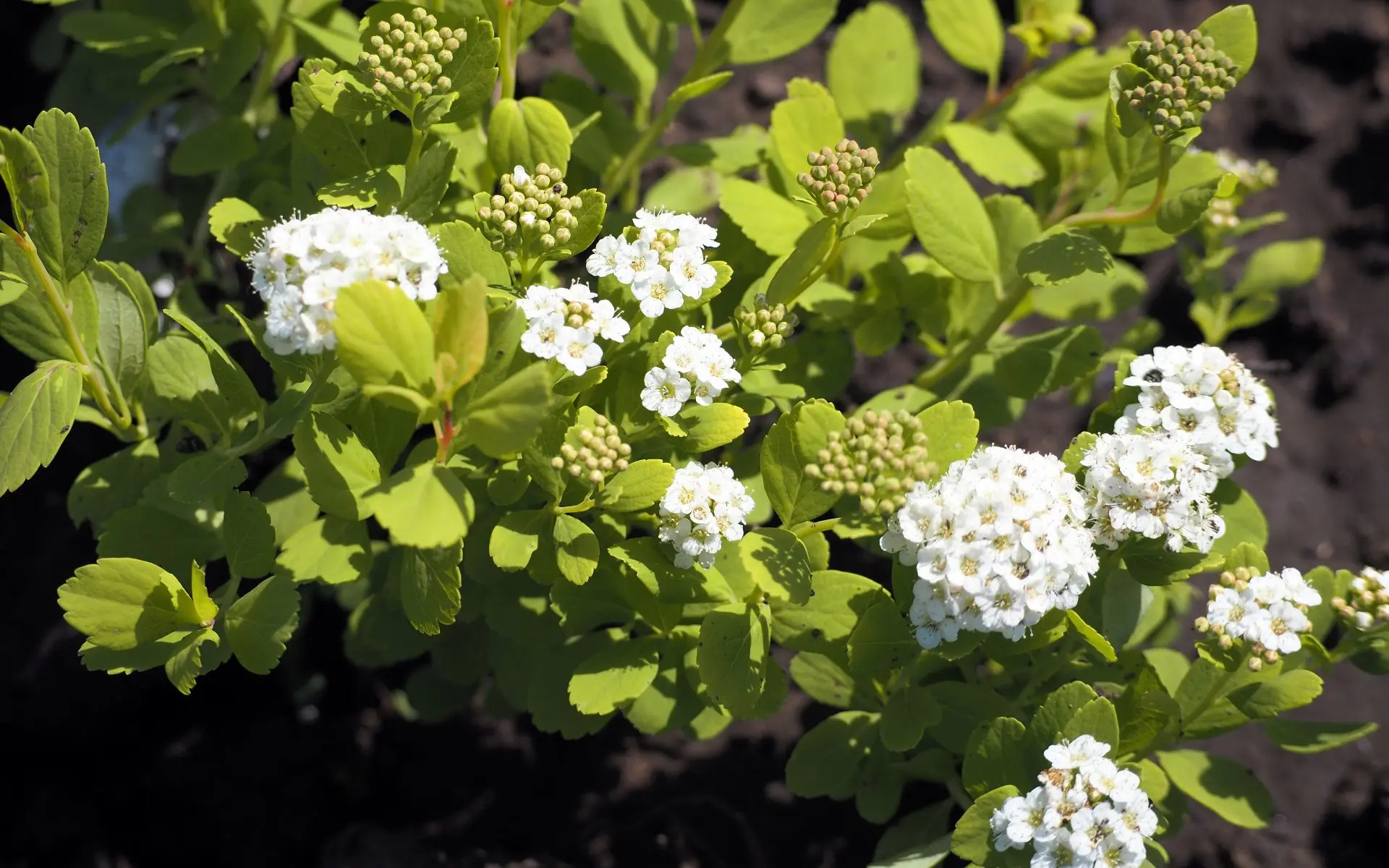 🕊️Вдохновленные величием природы: новый облик ГУЗ «ОКОД»  🌿Ландшафты знаменитых императорских парков