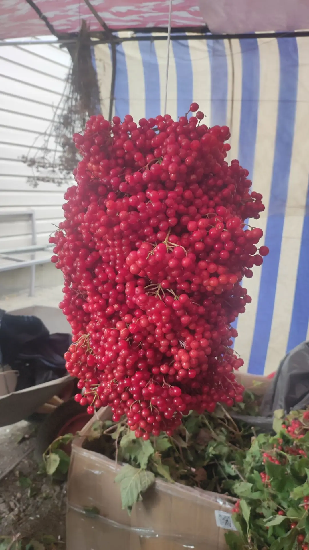 Продаю калину. 350 р. кг. Тел. 89225431559.