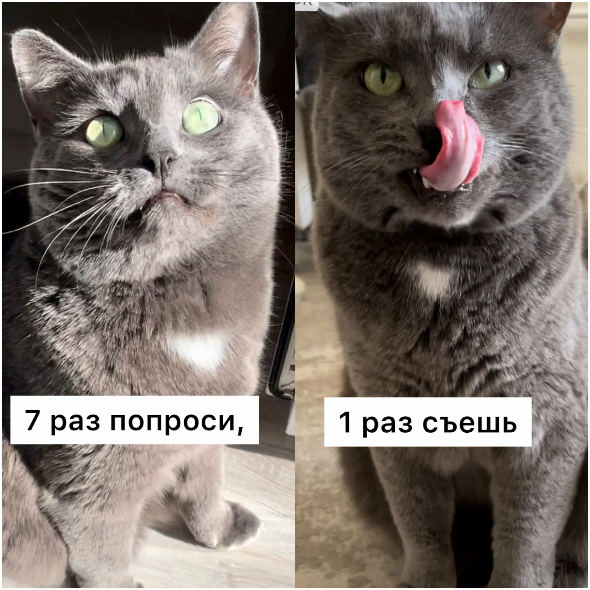Кошачьи народные пословицы😺