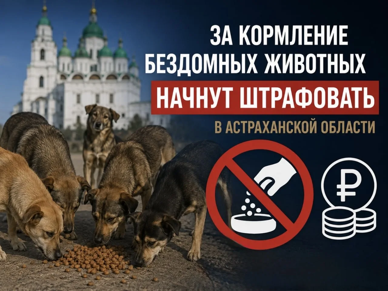 Штрафы за прикорм бездомных животных ввели в Астраханской области.  Соответствующие жесткие поправки