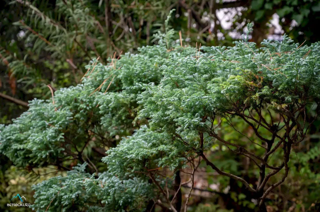 🌳 Фитофантазия