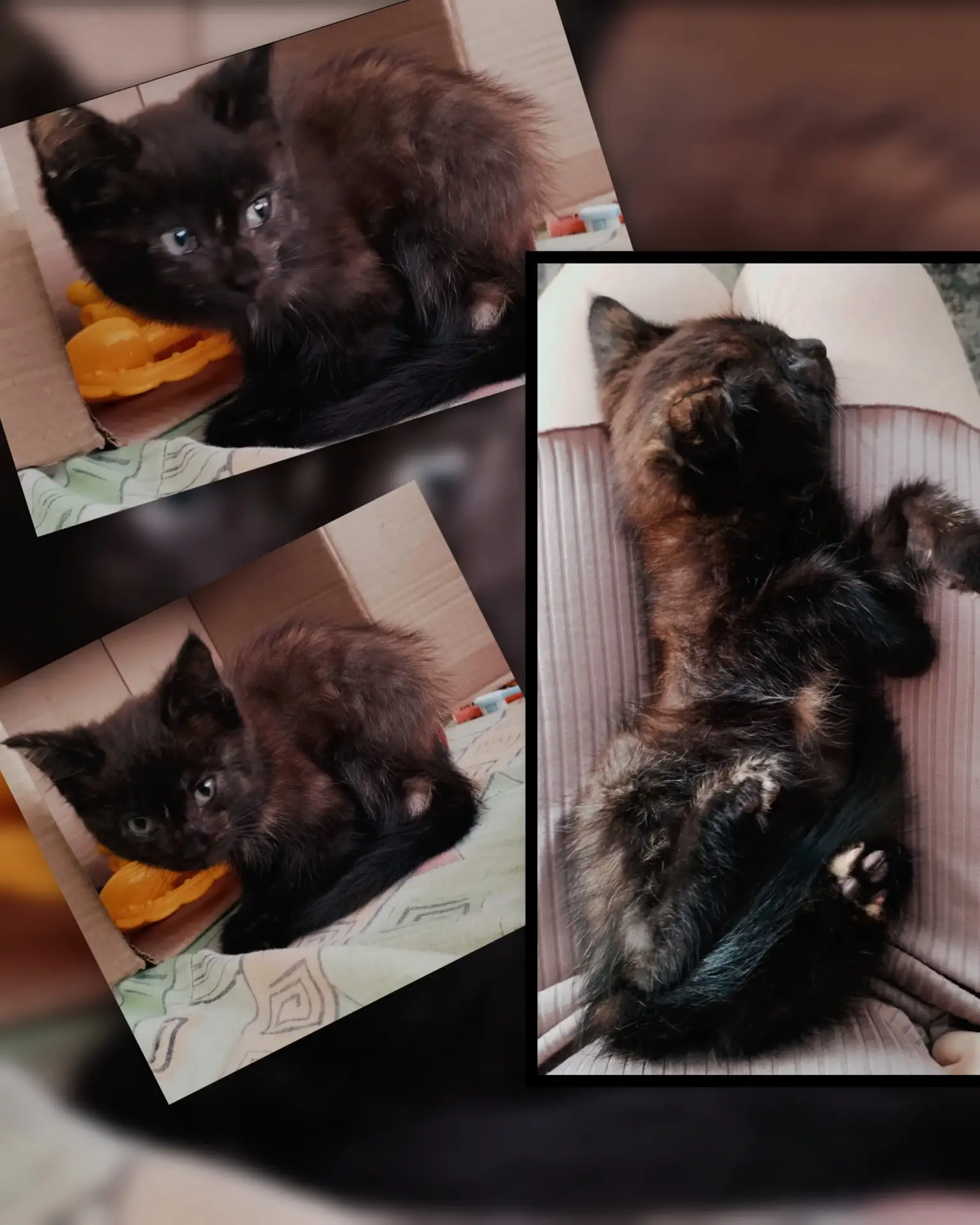 Отдам котеночка в добрые руки