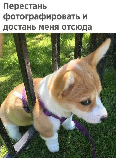 Веснушка Юмор