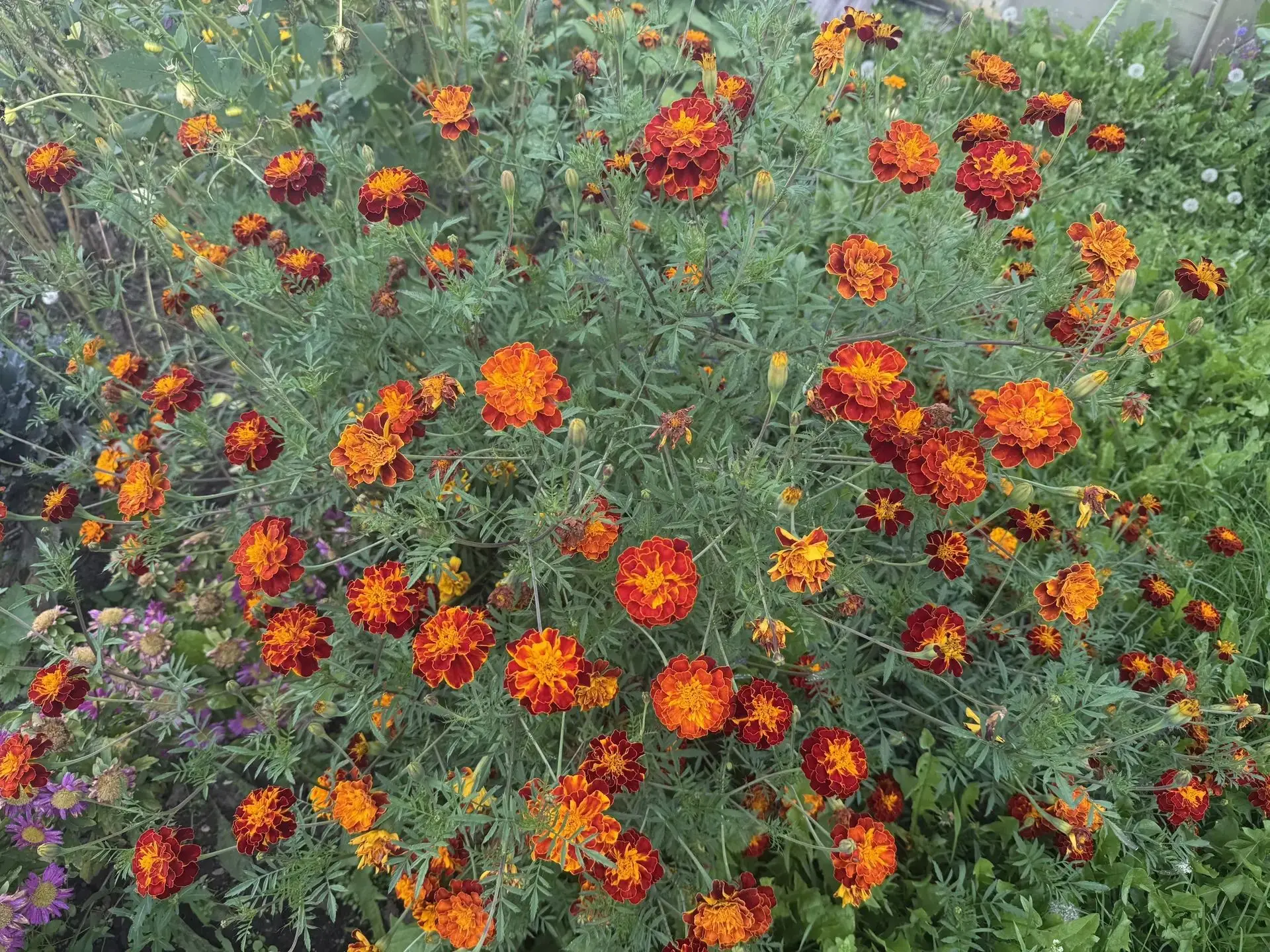 🌼 Рядом с какими культурами сажать бархатцы, а с какими лучше не надо?