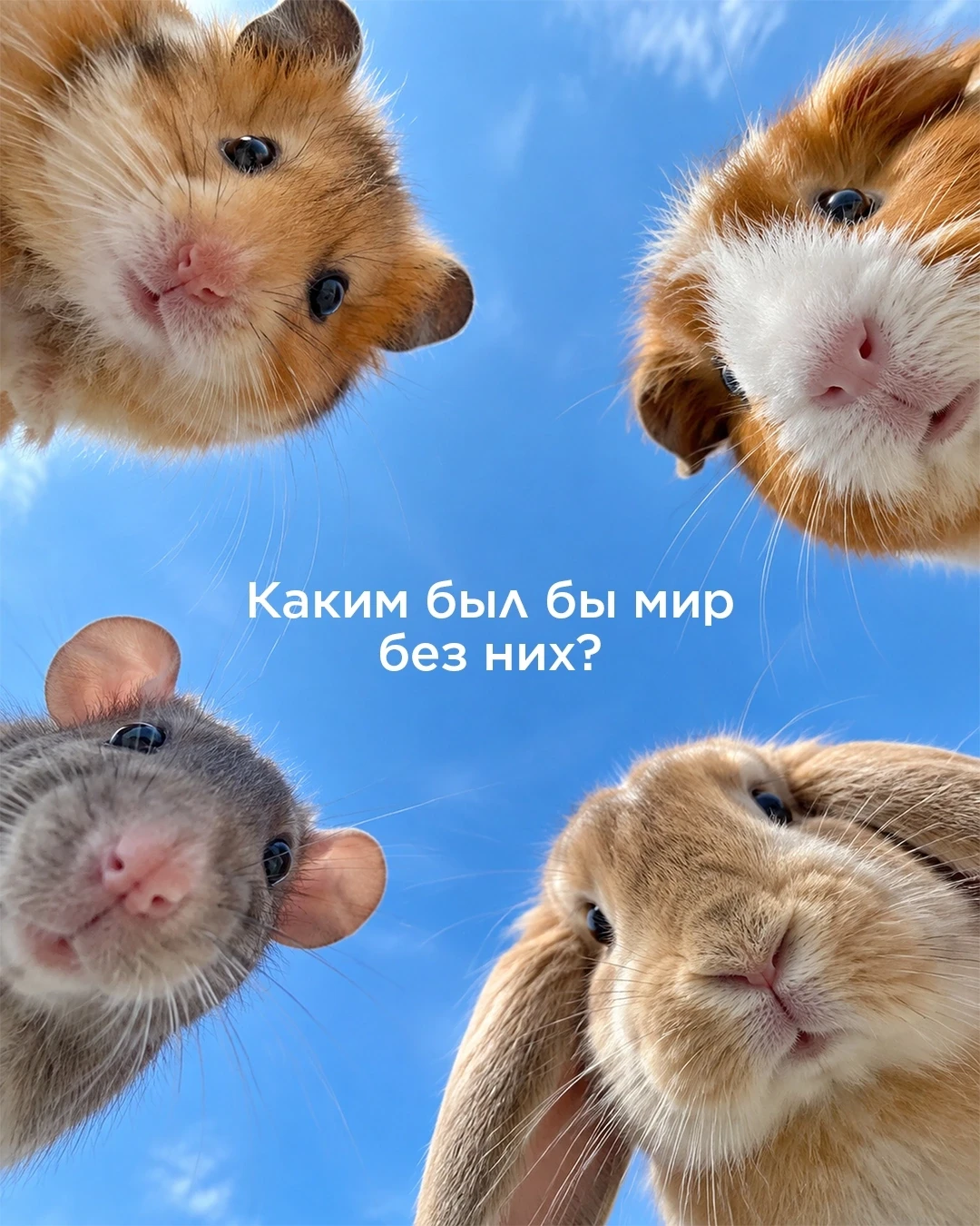 🎉 Всемирный день животных — повод сказать «спасибо» тем, кто дарит нам безусловную люб...