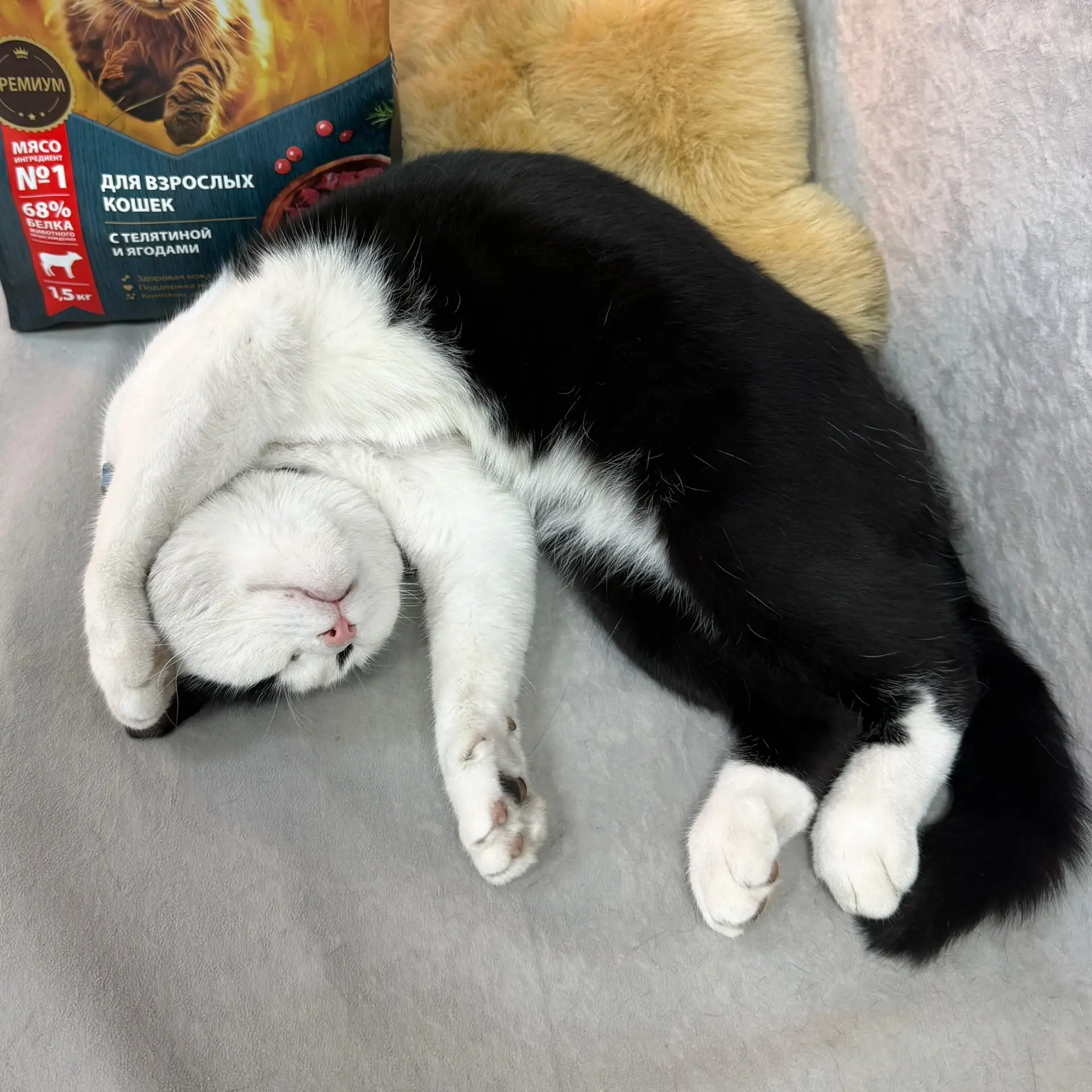 Кто сказал, что утро понедельника сложное? Наш кот не согласен …💤