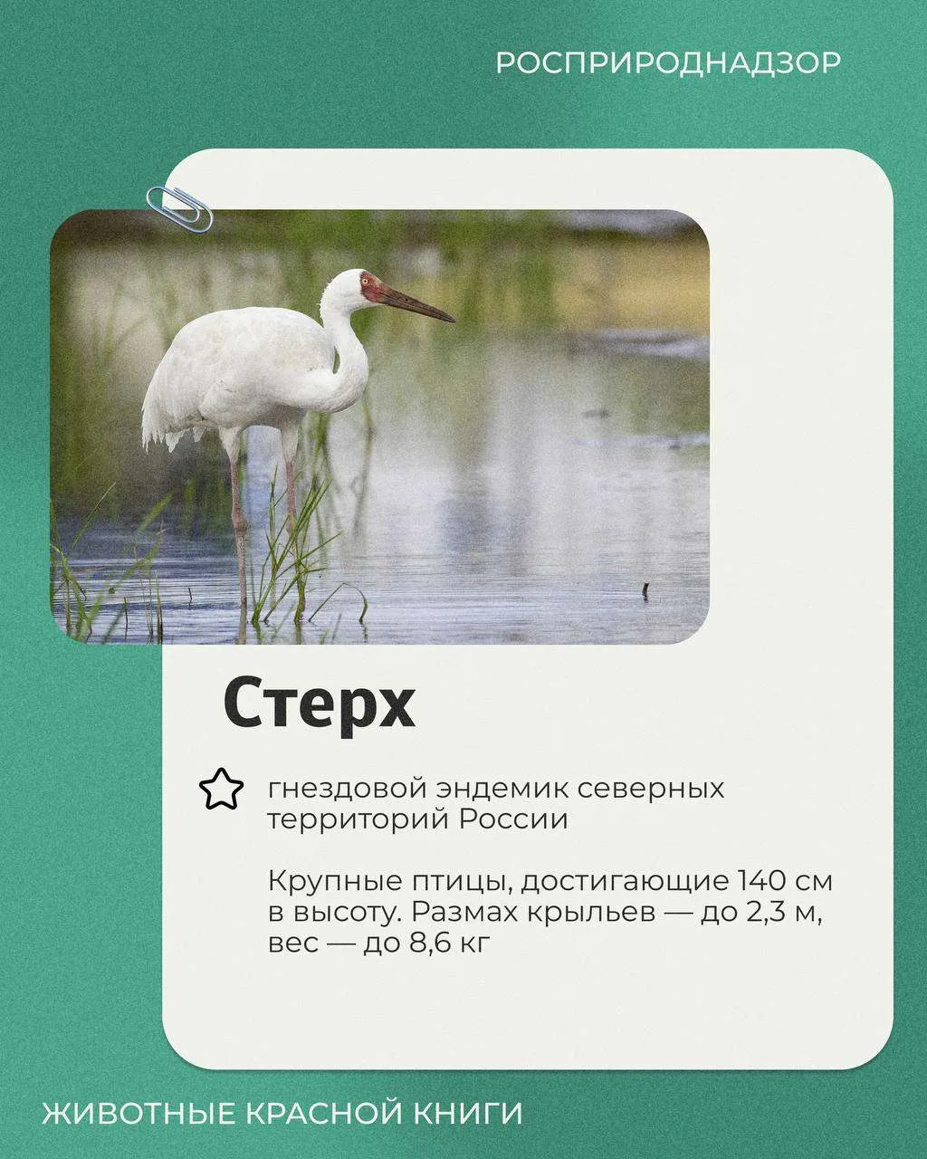 Во второе воскресенье сентября отмечается Всемирный день журавля. Это хорошая возможнос...
