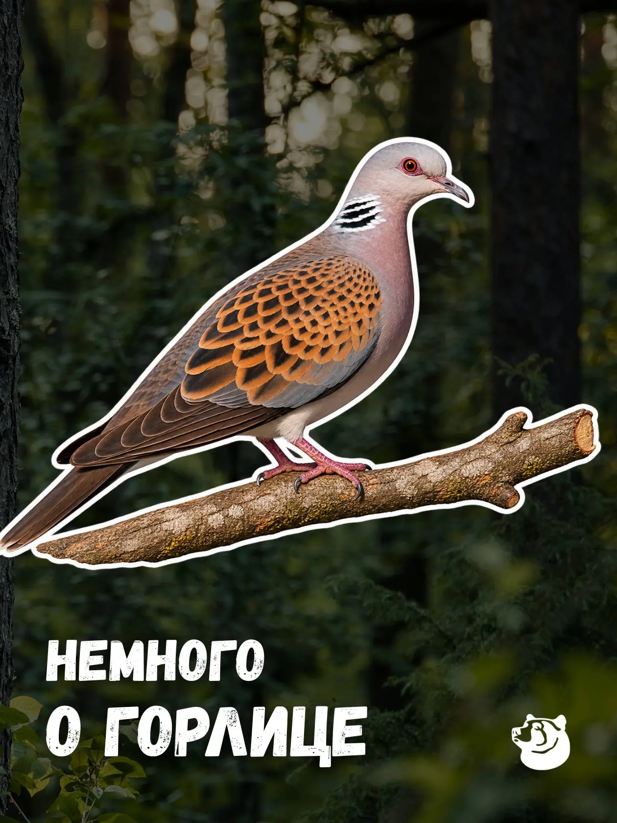 🕊️ А вы знали? 4 факта об этой красивой птичке (за лайк!)👇
