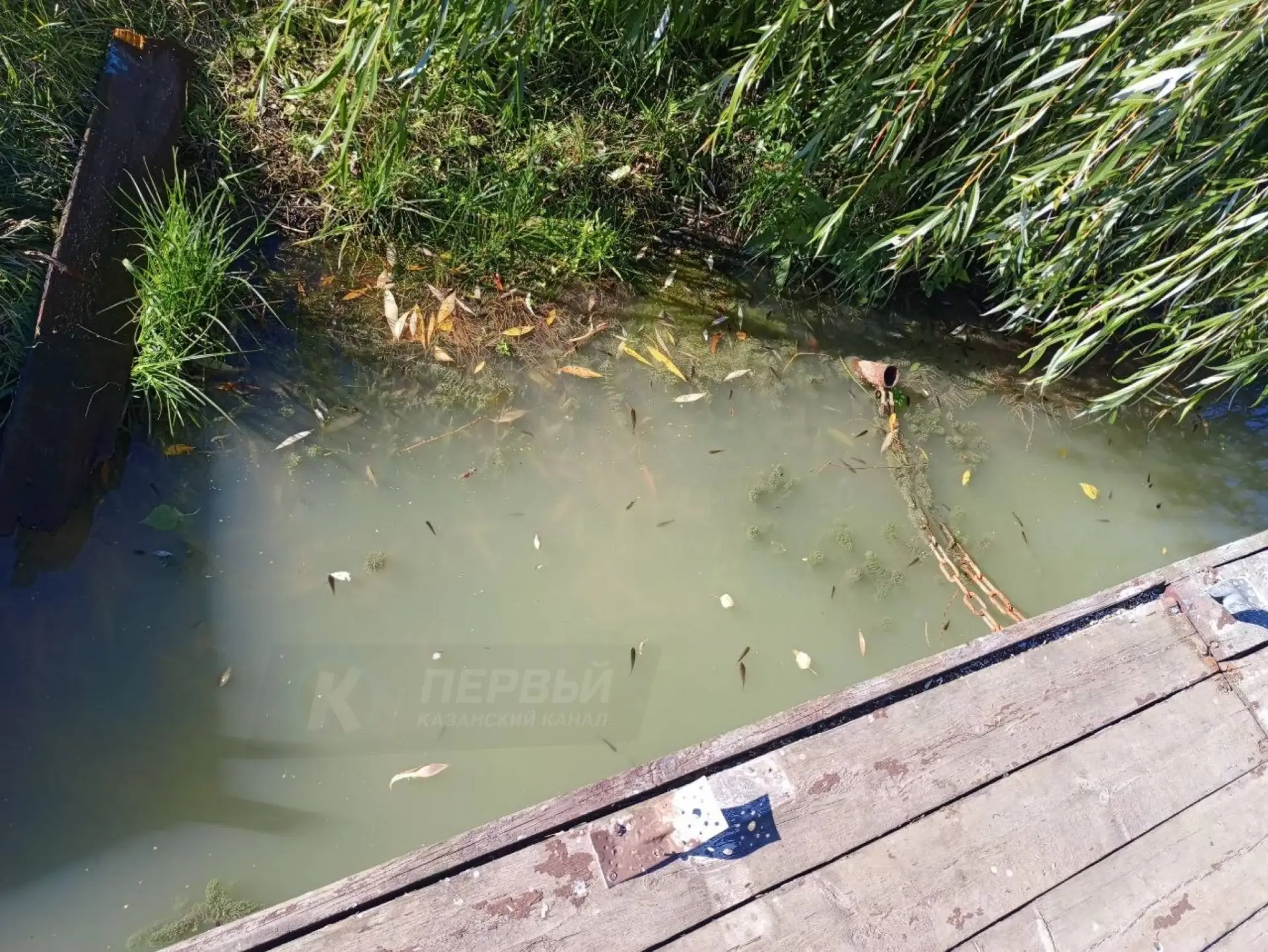 ❗️ В озере в парке Победы на поверхности заметили много мертвой рыбы.