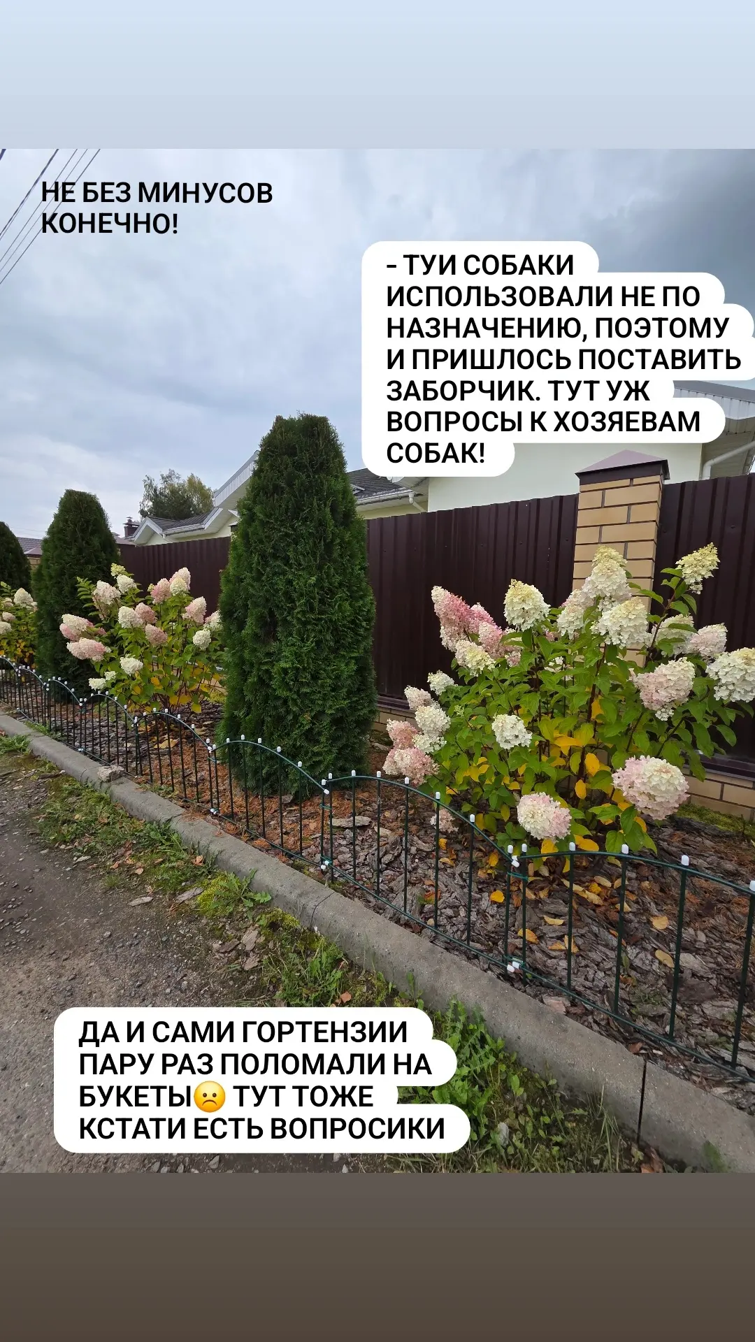 🌸Гортензии можно сажать не только внутри участка, но и со стороны улицы