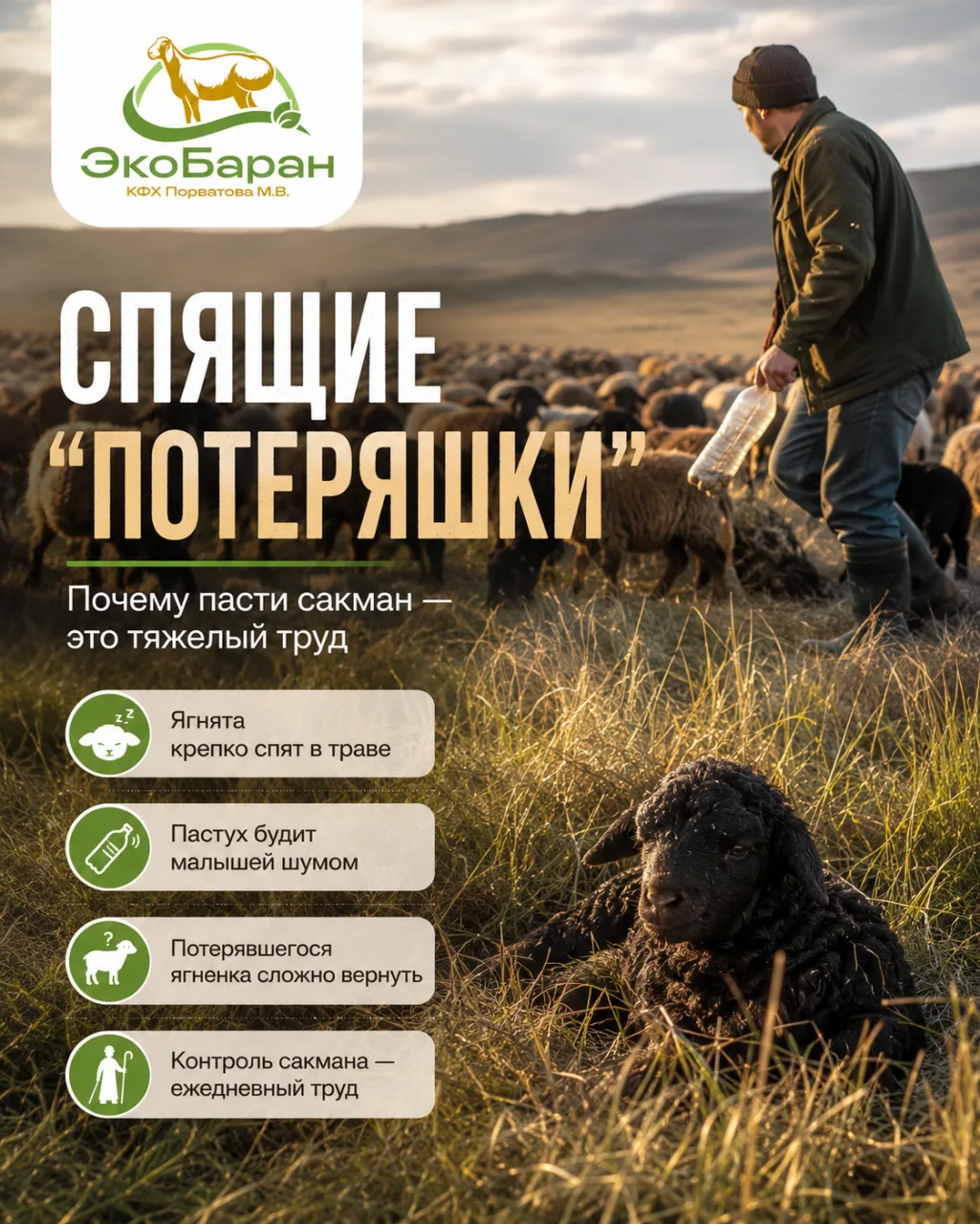 Спящие «потеряшки»: почему пасти сакман — это тяжелый труд 🐑💤