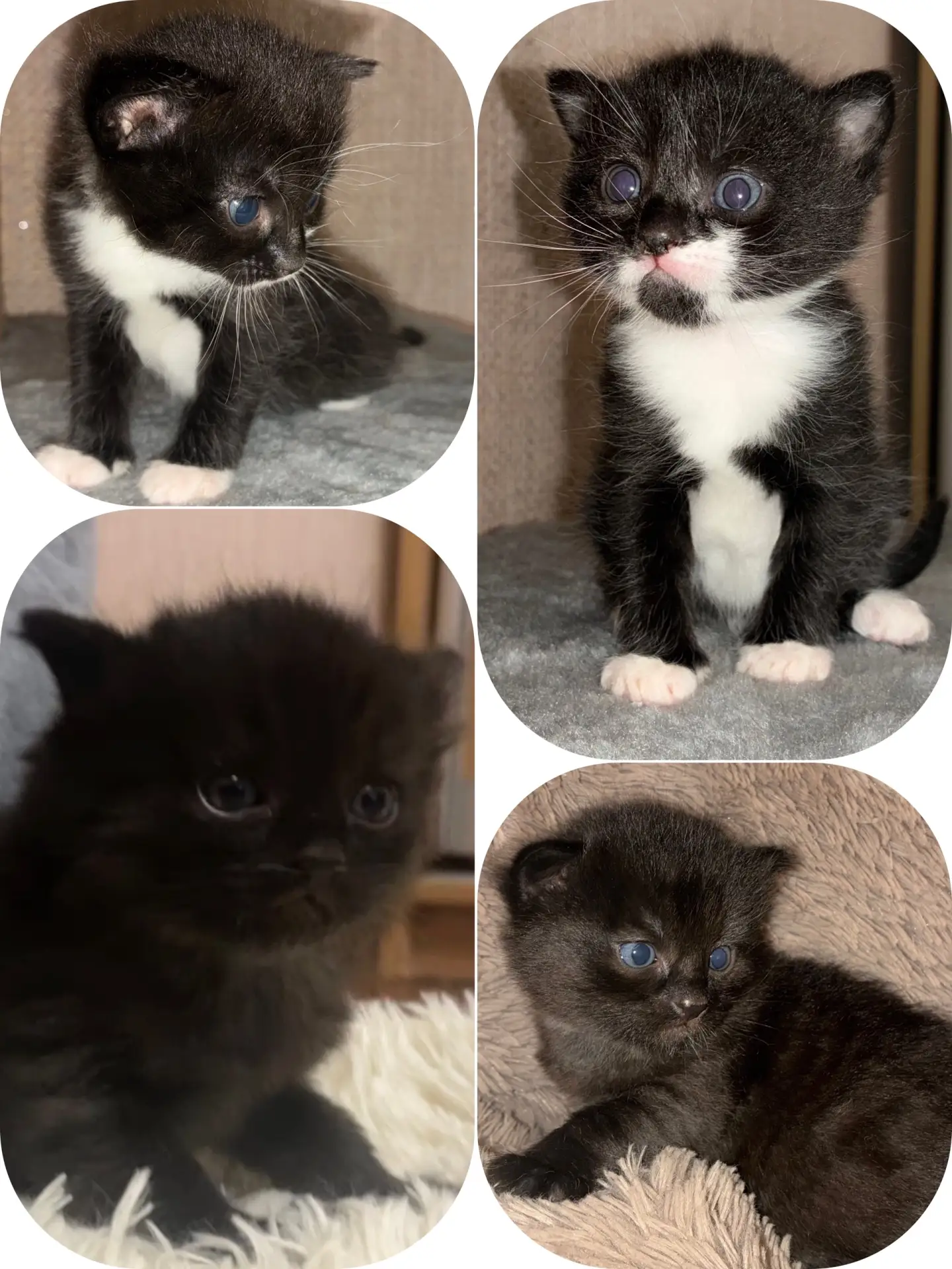 🐾 Два маленьких чуда ищут любящие руки 🐾