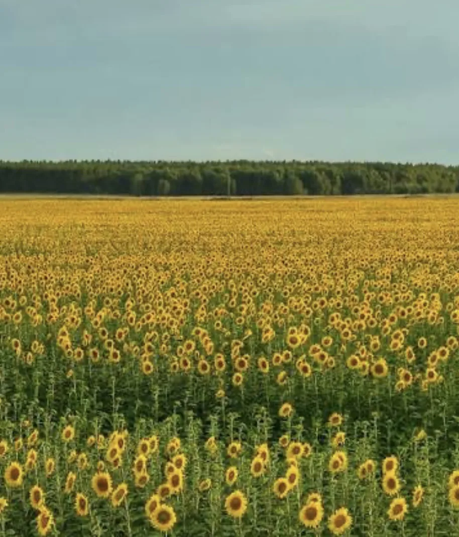 🌻🌾 Алтай. Жара. Подсолнухи в ожидании.