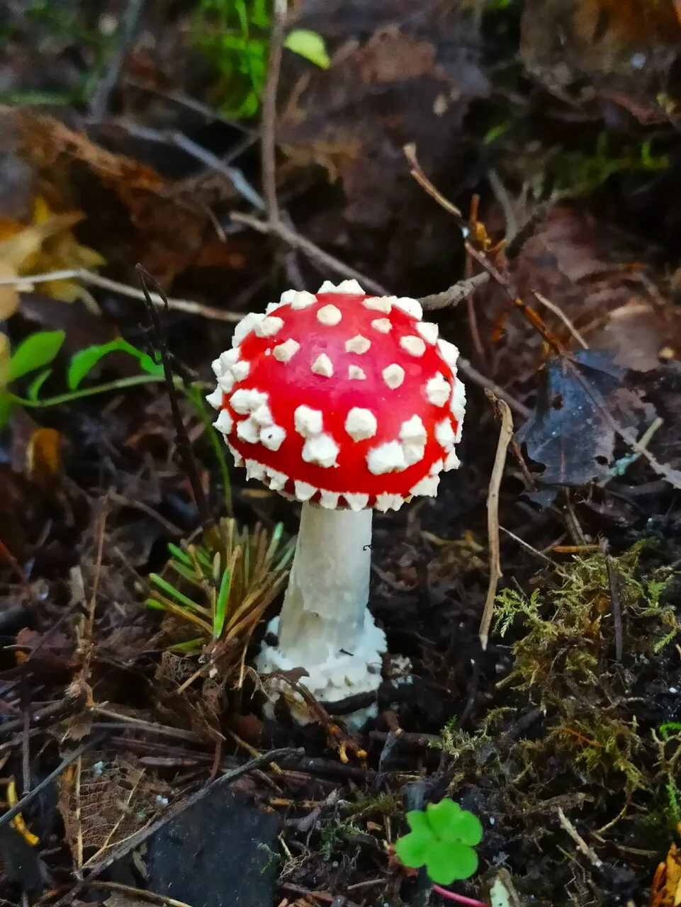 Там чудеса, там леший бродит... 🌲🐇