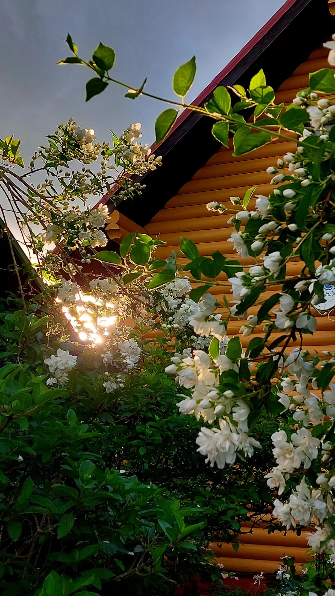 🌹А это просто всем доброго вечера 😊