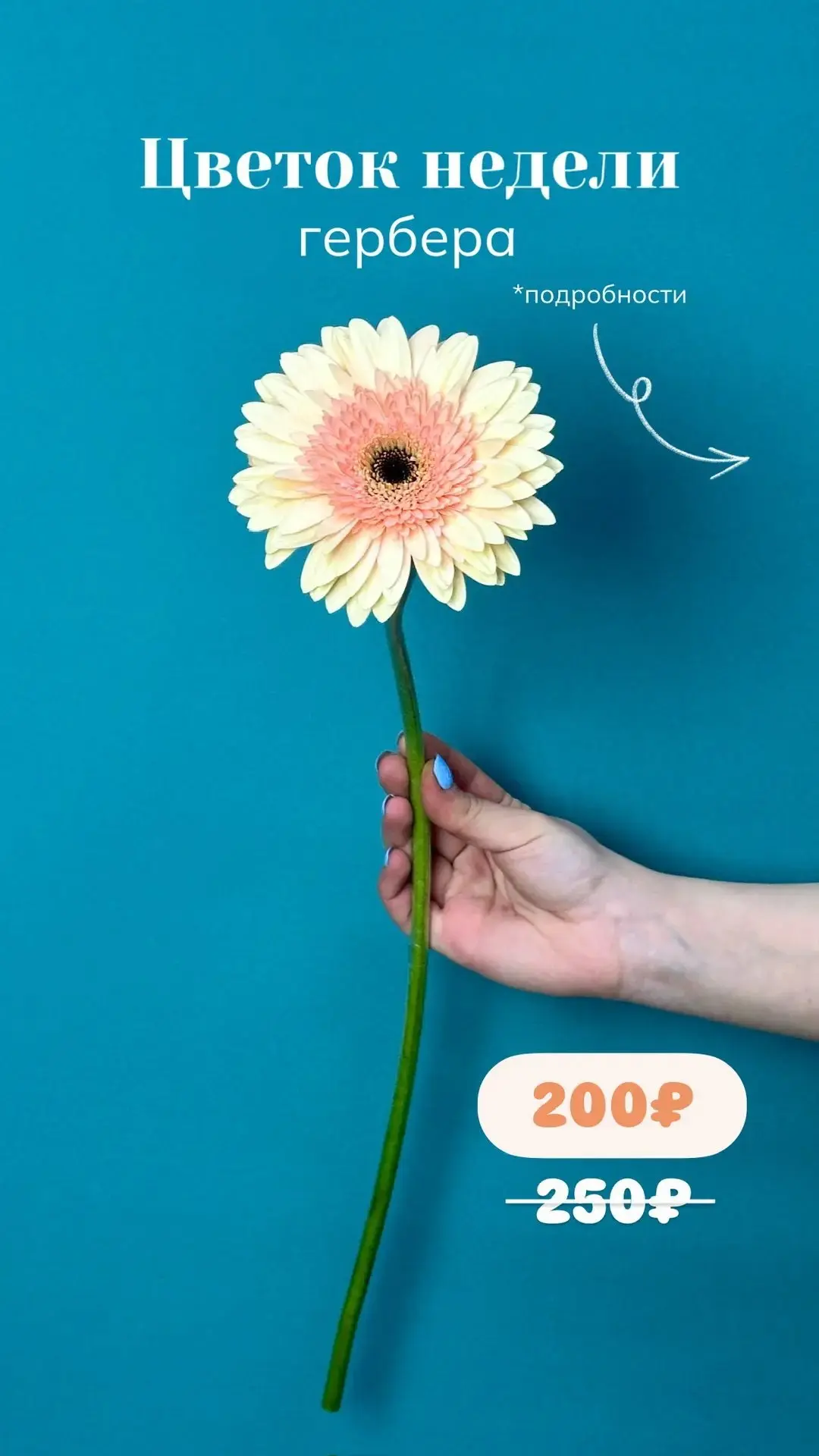 🌸Цветок недели - ГЕРБЕРА