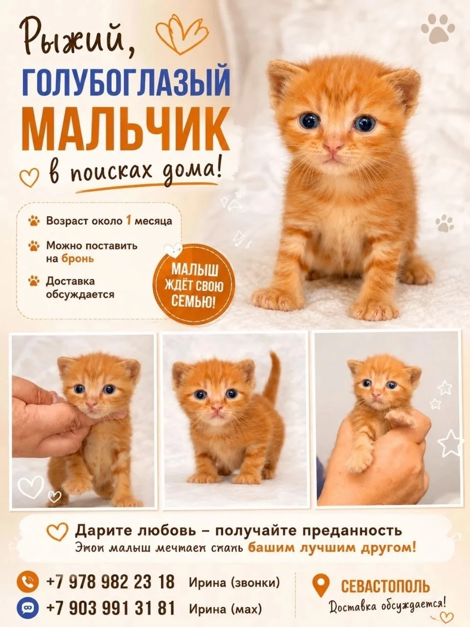 Отдаются даром котята 🏡 Севастополь