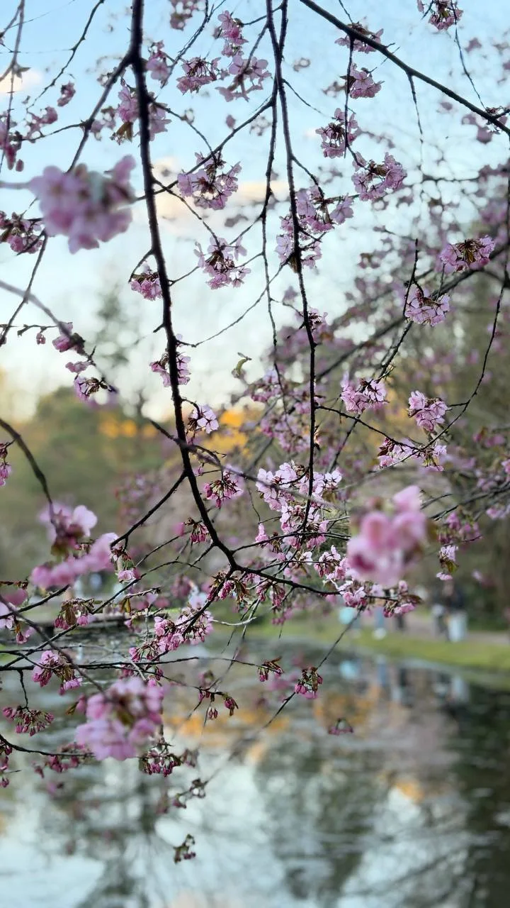 🌸 Нежные цветы сакуры в Японском саду делают это место одним из самых атмосферных в городе.