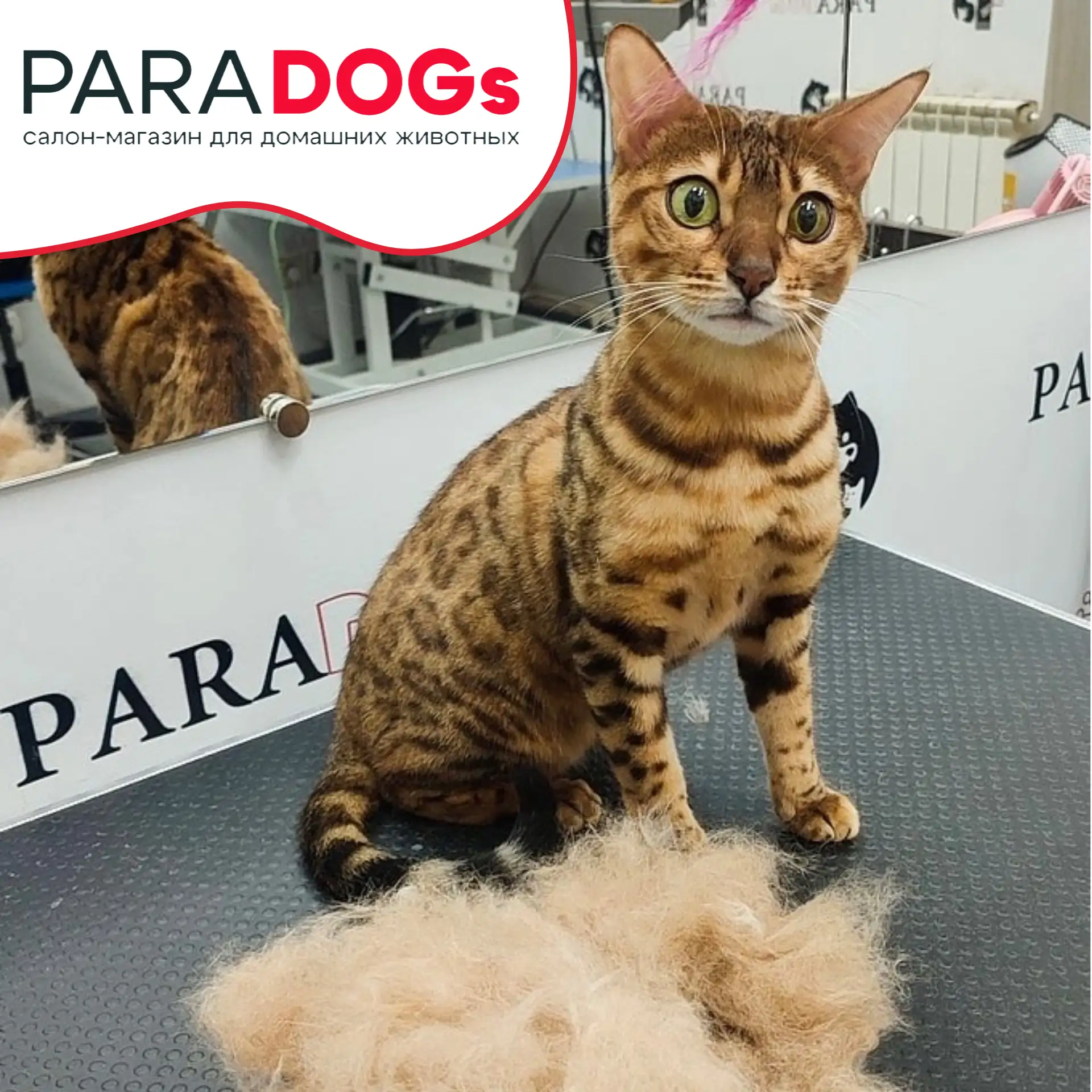🐈Почему вашему коту нужна экспресс-линька?