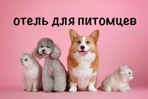 🐾 Отпуск или командировка? Мы позаботимся о вашем хвостике!