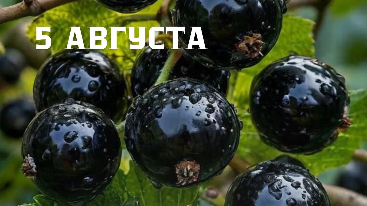 🎊5 августа 2026 года отмечают: