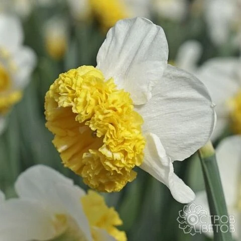 «Термит»: Нарцисс «Канкан Гёрл» — золотая юбка весеннего бала! 🌼💃