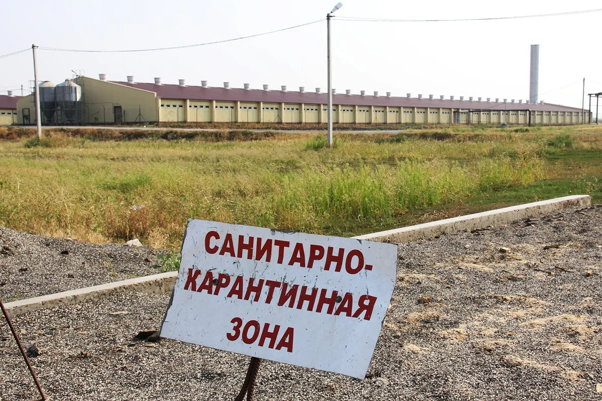 Карантин по пастереллезу сохраняется только в одном селе Новосибирской области