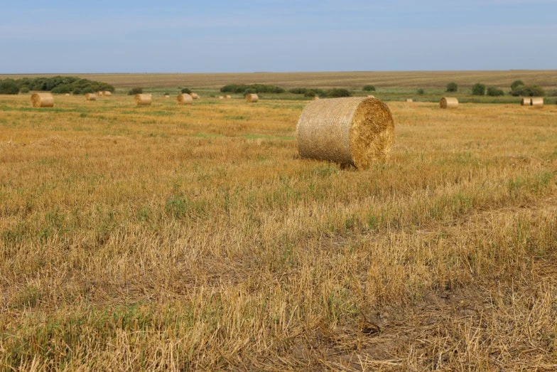 🚜О ходе заготовки кормов в области