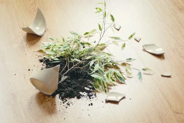 КАК СПАСТИ УПАВШИЕ В ГОРШКЕ РАСТЕНИЯ 🌿

Если горшок с растениями упал и земля с корней осыпалась, э
