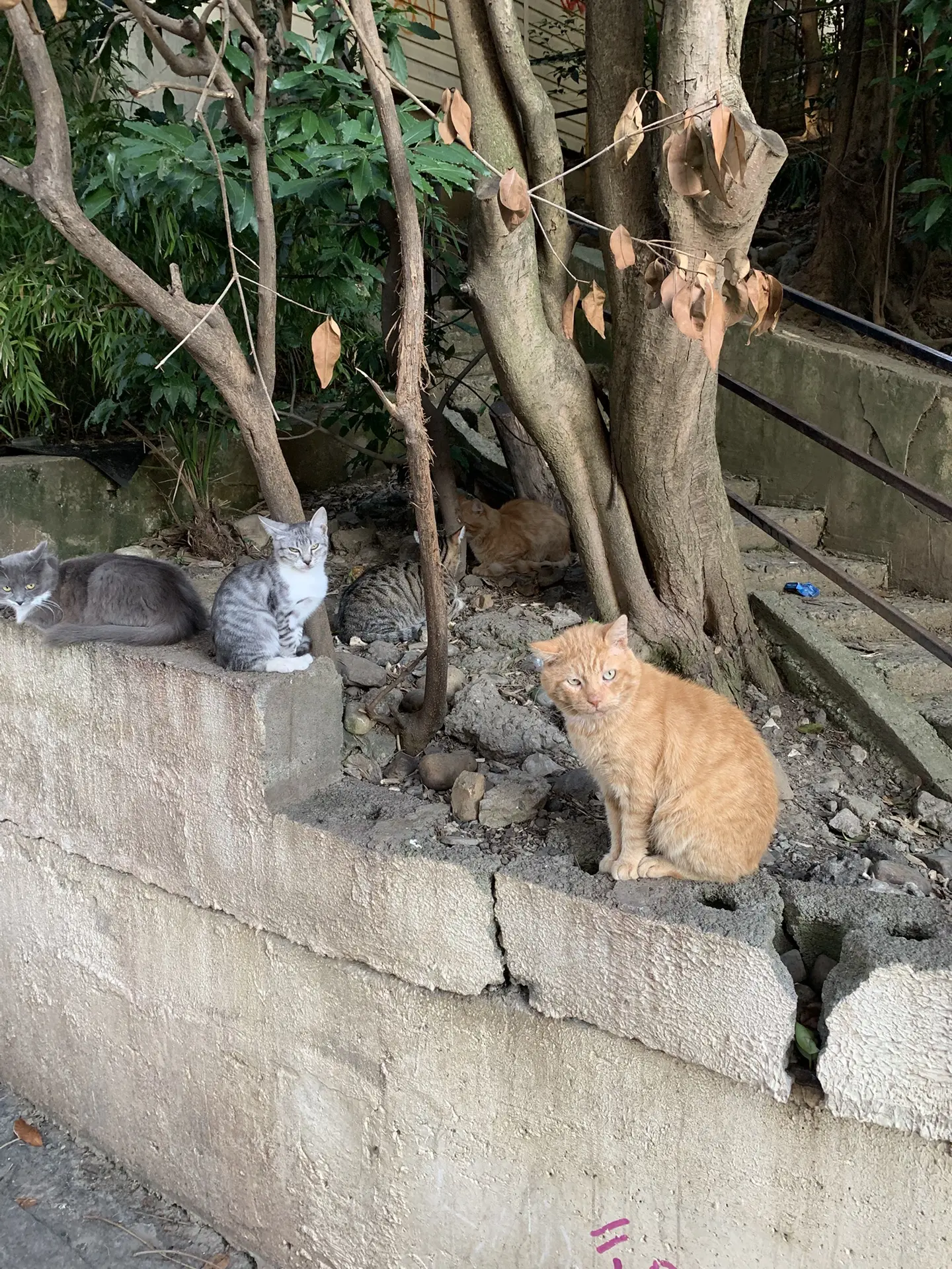 Вот такие сочинские 🐈‍⬛ котики. Ожидают свой ужин. Их тут любят и кормят.