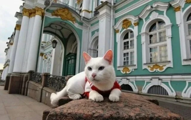 Теплинку😍 в чат!  30 мая  ДЕНЬ ЭРМИТАЖНОГО КОТА!   Около ста котов спасают главный музей страны от г
