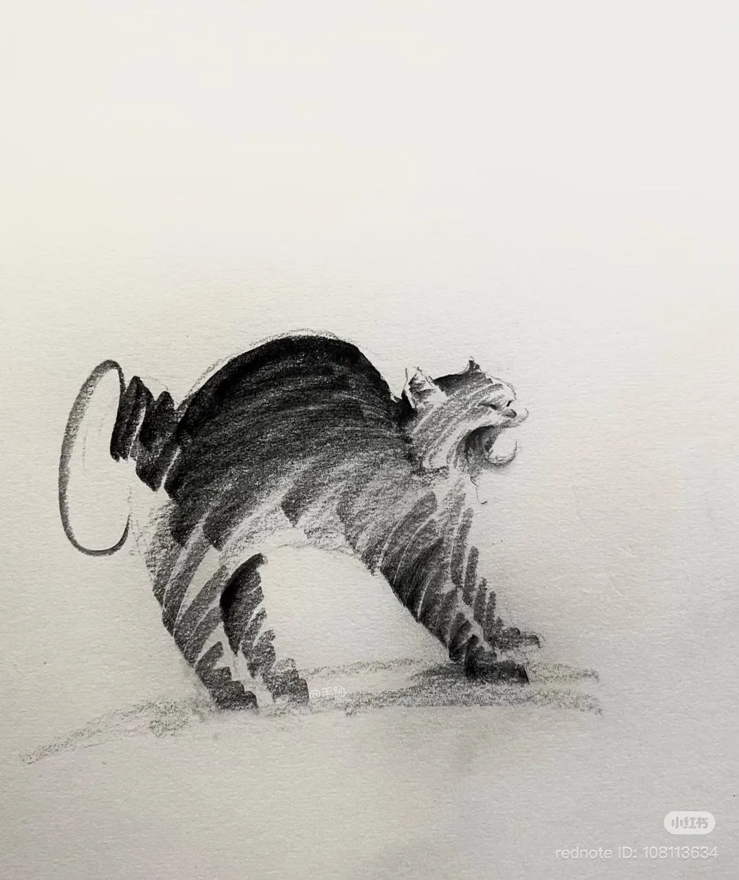 Больше, чем просто «мяу» 🐾