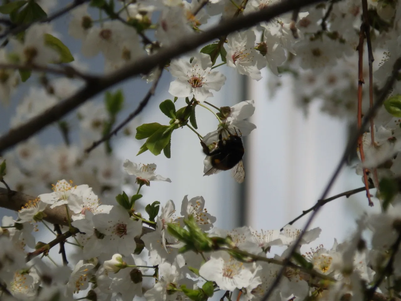 Цветущая алыча в Твери 🌸🌳  Фото с улицы Жигарева публикуют Натуральные новости.   📸: Вадим Рыбаков  