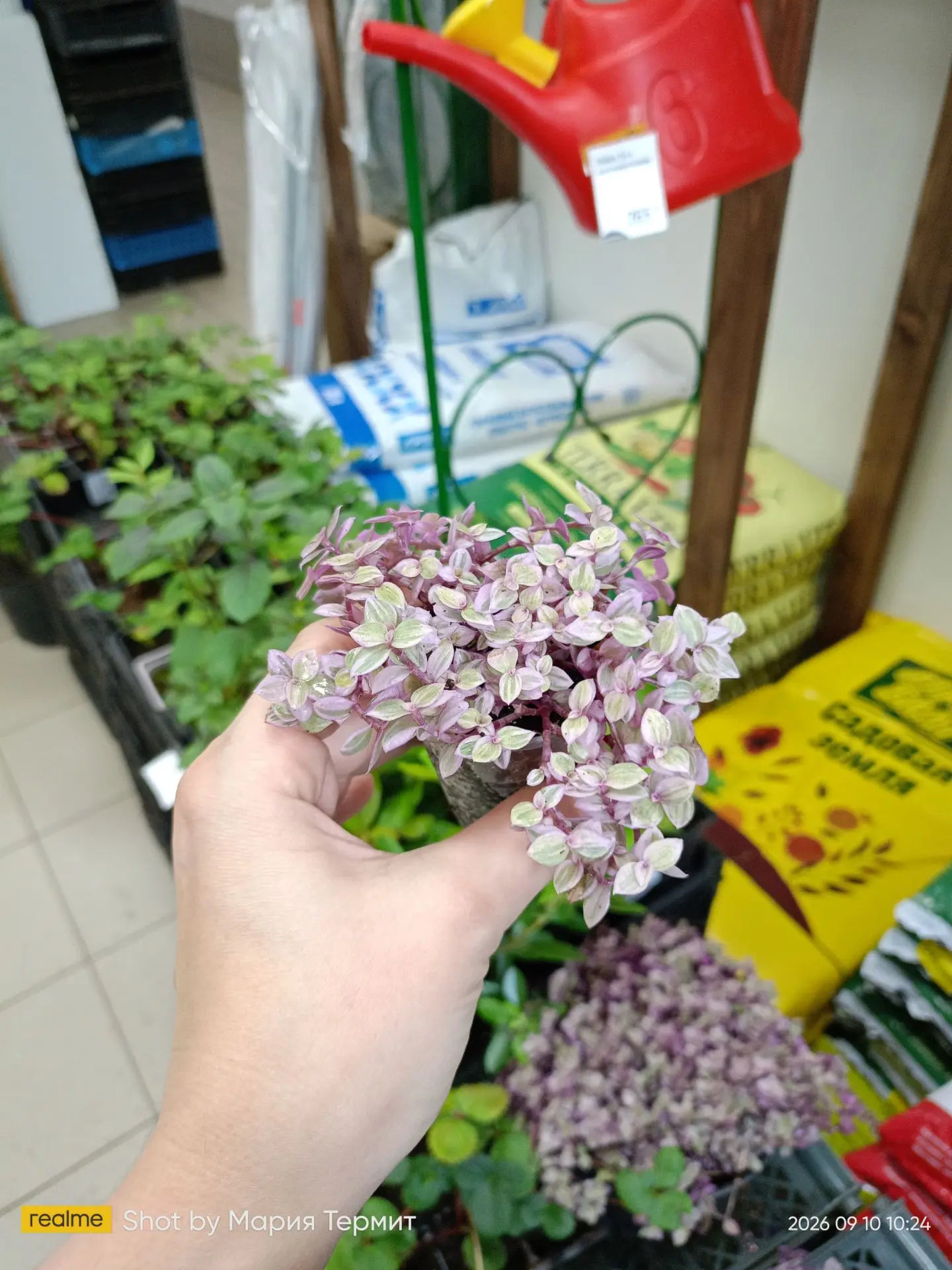 🌿 Каллизия 'Розато' — розовый водопад для вашего дома!