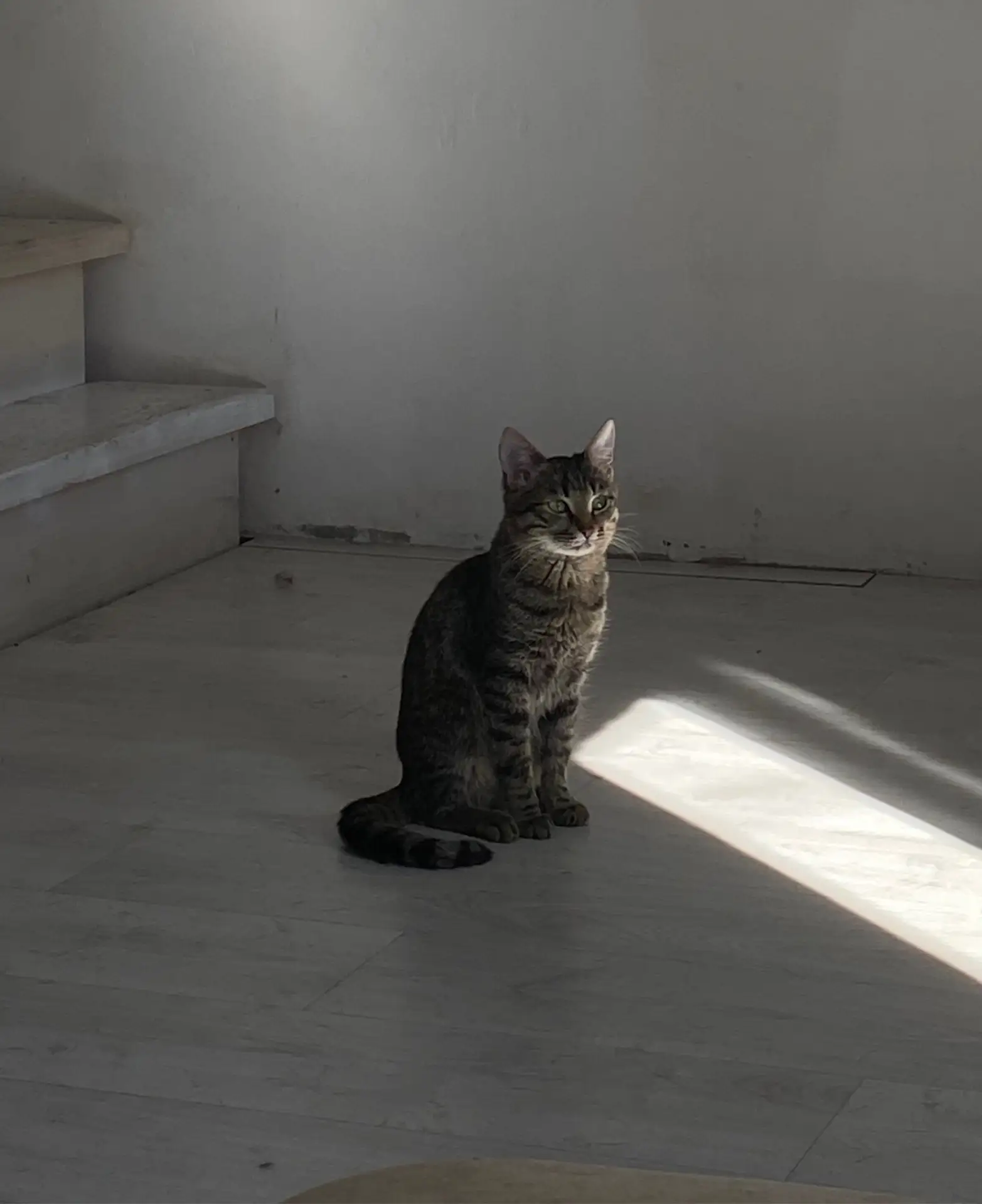 Потерялся кот, кличка Мелкий, кот без ошейника.