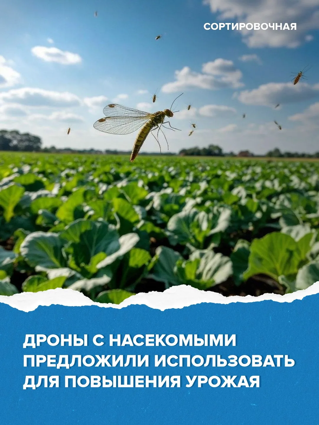 Изображение 1 к публикации «Сортировочная»