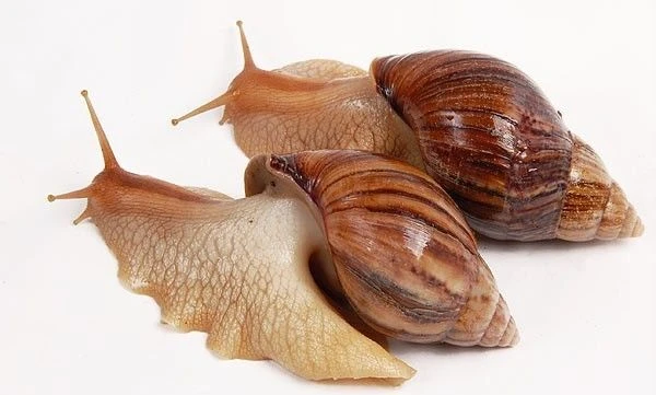 Подскажите, есть у кого-нибудь улитка ахатина 🐌 ?