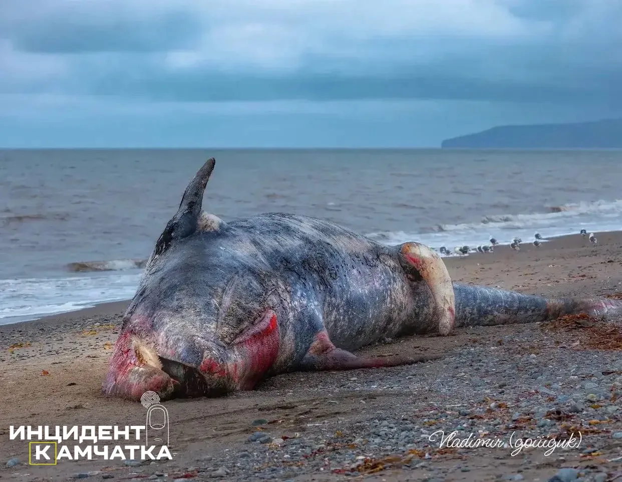 Мёртвого кита нашли на берегу океана