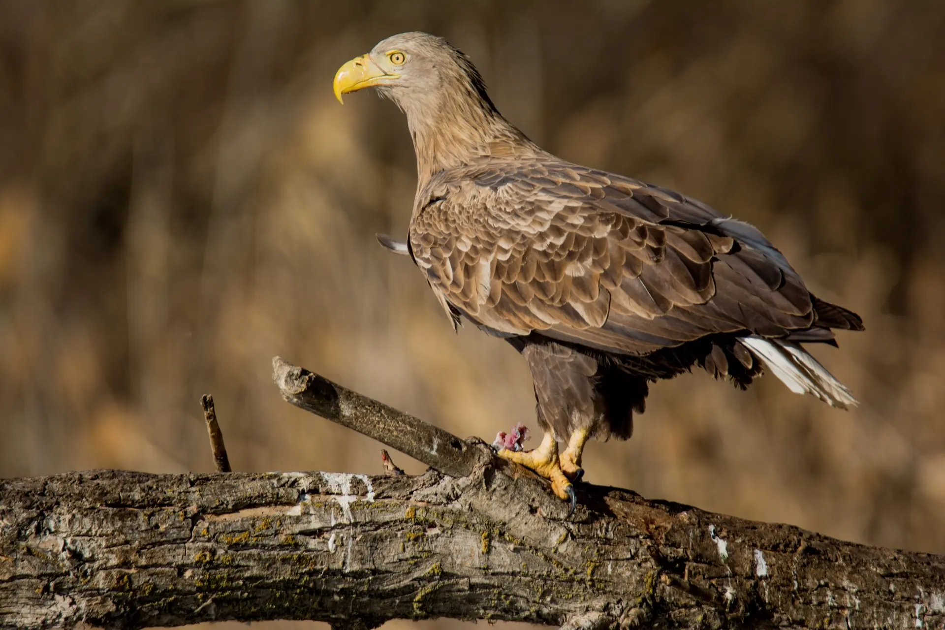 🦅ДО СТАРТА ОРНИТОЛОГИЧЕСКОГО ЛАГЕРЯ ОСТАЕТСЯ ДВА МЕСЯЦА