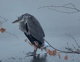 В Якутске замерзает раненая цапля